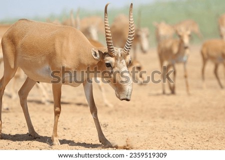 Wild rare animals saiga antelope, endangered in their natural habitat Royalty-Free Stock Photo #2359519309