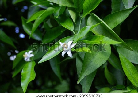 White flower, white flower with green background and leaves, natural plant picture.