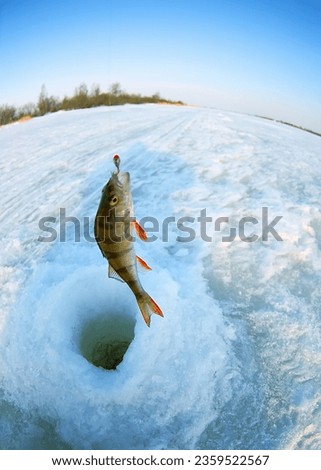Ice recreational fishing. A picture of European perch (Perca fluviatilis) fishing with a hole, a panorama of the river and the forest shore. A fish-eye lens is used
