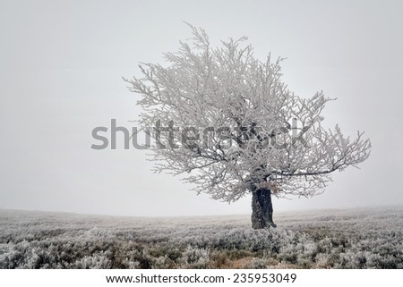 Beautiful foggy landscape with frosted tree