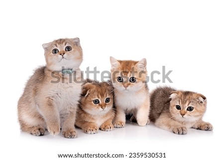 scottish fold kitten in front of white background