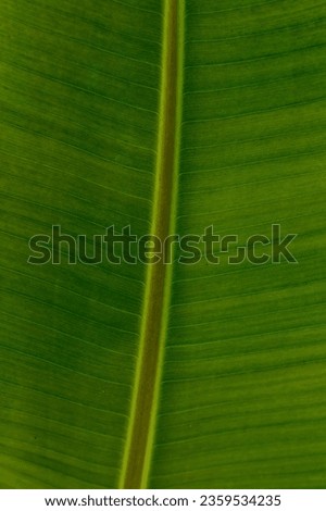 Detailed close-up of banana leaf texture, capturing its intricate vein patterns, radiant green hues, and symmetry of nature. Ideal for design elements, organic-themed and nature-inspired projects.