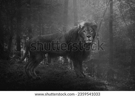 Fine Art picture of Africa Lion, in black and white with grainy