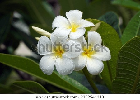 Flowers of Maupiti Island - French Polynesia Royalty-Free Stock Photo #2359541213