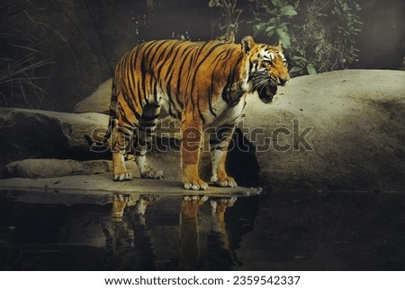 Fine Art picture of "Bengal Tiger", in color with grainy