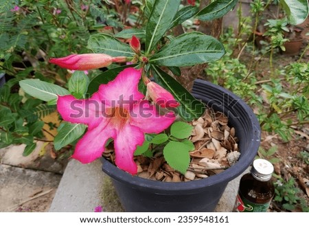 a photography of a pink flower in a pot next to a bottle of beer, flowerpot with pink flowers and a bottle of beer on a table.