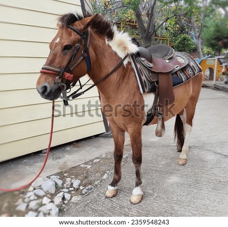a photography of a horse with a saddle tied to it's back, sorrel horse with saddle tied to a post outside a house.