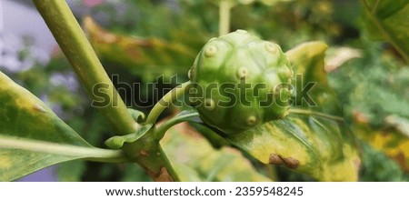 a photography of a green fruit on a tree branch with leaves, globe artichoken on a tree with green leaves and brown spots.