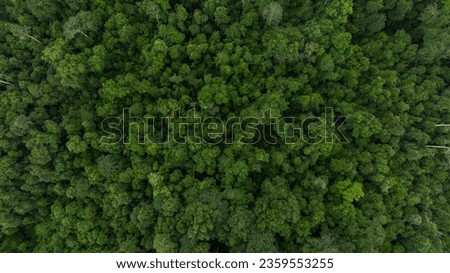 Aerial top view asian tropical rainforest green forest tree, Tropical jungle forest in Southeast Asia, Texture and background of green tree forest view from above. Royalty-Free Stock Photo #2359553255