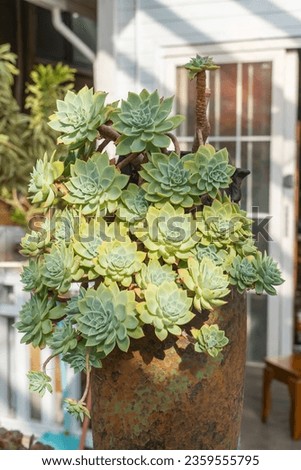 Miniature succulent plants in a flower pot