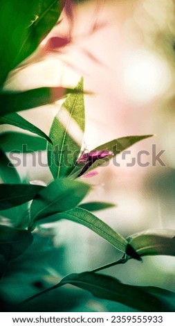 Beautiful leaf and flower in the garden with green hue and saturation