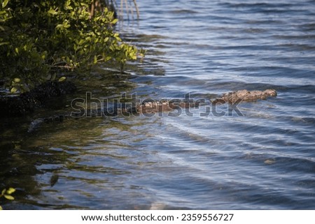 Crocodiles in a Lagoon (Tampico, Mexico) Royalty-Free Stock Photo #2359556727
