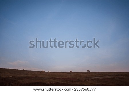 Horses are grazing on a grassland outside Dalat, Suoi Vang tourist area, Dalat