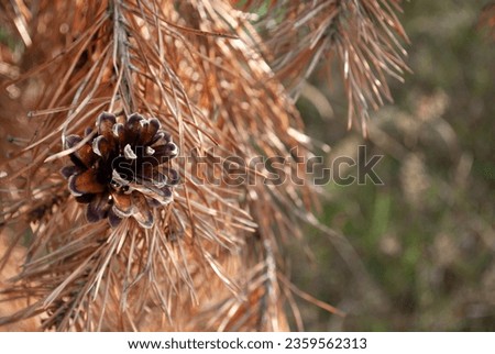 Closeup macro wallpaper of pine branch tree with cones in the woods. Autumn season natural background concept. Soft selective focus. Copy space. Space for text Royalty-Free Stock Photo #2359562313