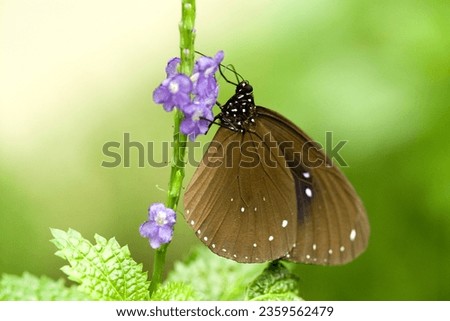 butterfly colored, garden , flowers , nature