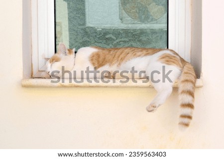 Cat sleeping in front of the dirty old window of an old house.  Happy ginger and white cat relaxing at the window. 