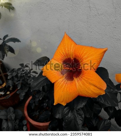 nice flower, shadow, yellow colour flower, dark background 
