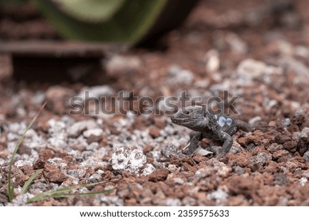 Gallotia galloti is a species of lacertid (wall lizard) in the genus Gallotia. The species is found on the Canary Islands of Tenerife and La Palma. High quality photo