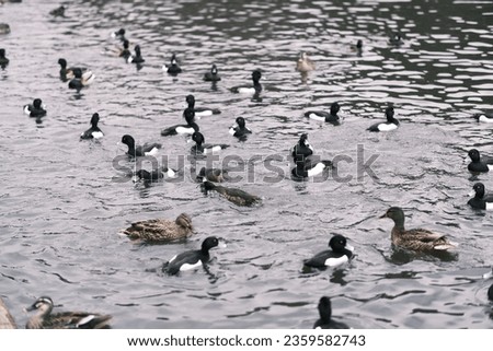 View of ducks swimming in an urban park in Japan