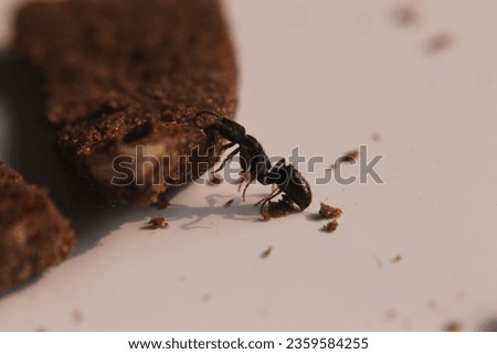 Black Carpenter Ant. Ants face photo macro Close-up. Big camponotus cruentatus ant posing on chocolate snack. Ant queen portrait.  Royalty-Free Stock Photo #2359584255