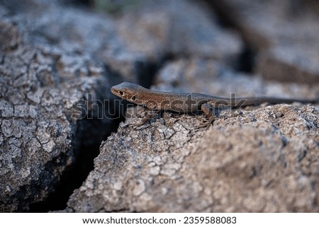 A picture of a brown lizard on a dry ground looking for water because of the great heat the river is dry.