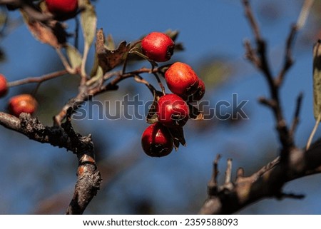 A picture of the autumn fruits of canine rose, which have a red color and are very good for tea.
