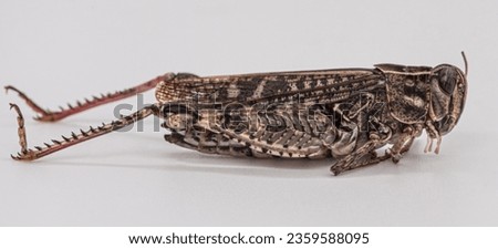Picture of a GRASSHOPPER BROWN on a white background, macro shot, with very nice features.