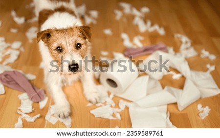 Active naughty dog after biting, chewing a toilet paper. Pet mischief, puppy training or separation anxiety banner. Dog trainer. Royalty-Free Stock Photo #2359589761