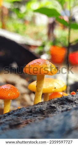 Mushroom picture  orange color mushroom 
