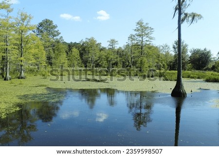 Pond with green trees and green water lily pads on water in Malvern, Alabama 
