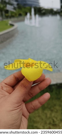 Yellow flower holding in hands 