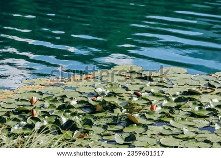 Water lily leaves on a lake in Bavaria, Germany