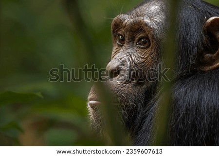 Chimpanzee at Kibale National Park in Uganda