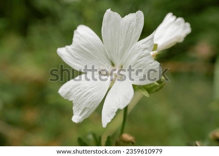 close-up of a beautiful white musk mallow (Malva moschata) flower growing wild
