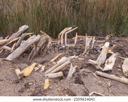 Dead wood, also known as "snags" or "standing deadwood," refers to trees or branches that have died and remain standing or fallen in a forest or woodland. It also plays a crucial ecological role.