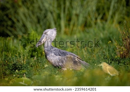 shoebill, (Balaeniceps rex), also called shoe-billed stork or whale-headed stork, large African wading bird. The species is named for its clog-shaped bill, which is an adaptation for catching and hold