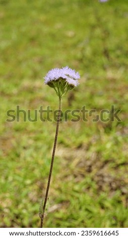 Closeup of flowers of Ageratum conyzoides also known as Tropical whiteweed, Billygoat plant, Goatweed, Bluebonnet, Bluetop, White Cap, Chick weed, Billy goat weed etc. Spotted in kodaikanal hilltop