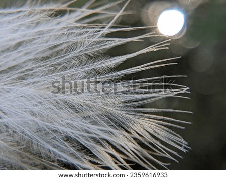 View of bird's feather and sun on back, macro photography 
