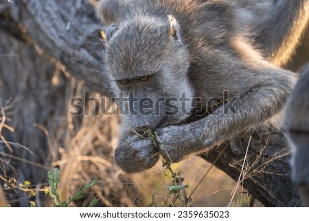 A Chacma Baboon stuffing its mouth with flowers, Kruger National Park