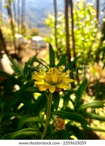 Wild yellow flower shoot by iphonex Royalty-Free Stock Photo #2359635059