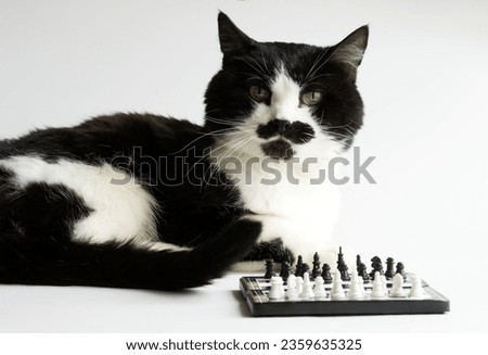 An important black and white cat sits at a chessboard. White background. Photo. Selective focus.