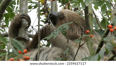 Two Toed Sloth, choloepus didactylus, Adult Hanging from Branch Royalty-Free Stock Photo #2359637117