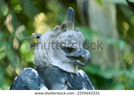 The Harpy Eagle (Harpia harpyja) with green nature bokeh as background                   