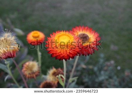 Close up picture of a red, orange yellow straw flower
