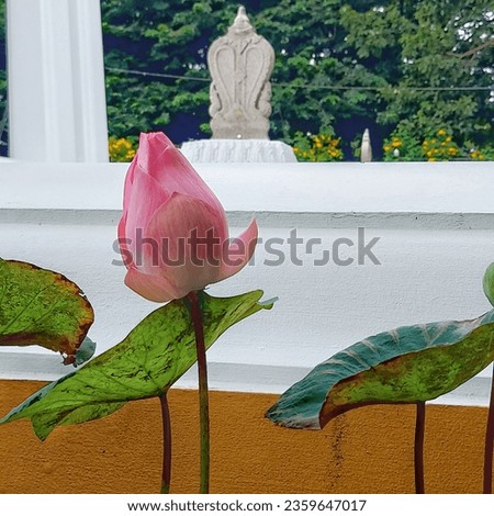 Picture of a pink lotus in a pond
and colorful lotus leaves up close