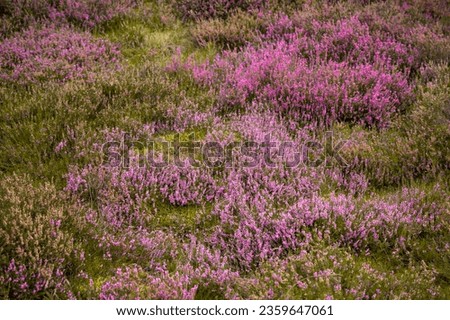 Beautiful heather landscape with heather blooming at Lüneburger Heide, Germany Royalty-Free Stock Photo #2359647061