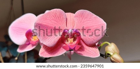 Doritaenopsis orchid flower landscape picture 