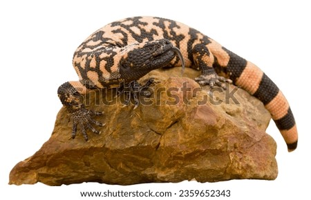Gila Monster (Heloderma suspectum): A venomous lizard found in the southwestern United States and Mexico. Royalty-Free Stock Photo #2359652343