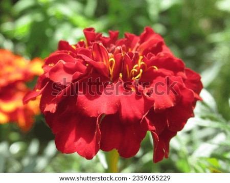 Close-up of a brilliantly colored Tagetes flower in full bloom