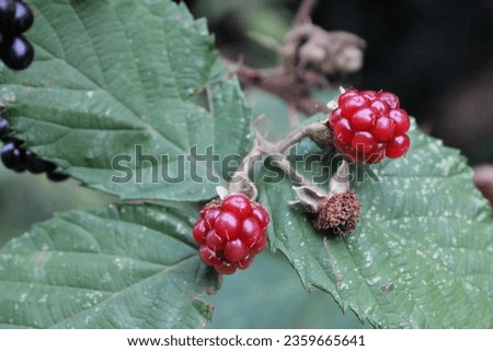 Close up picture of unripe red blackberry's